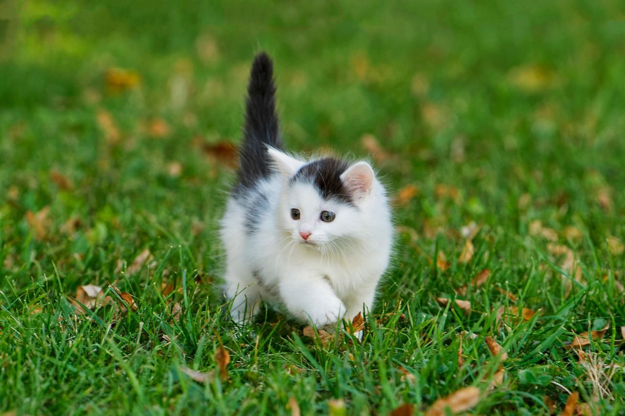 Adoptowała kociaka, który nigdy nie urósł. Ta historia roztopi Wasze serca!