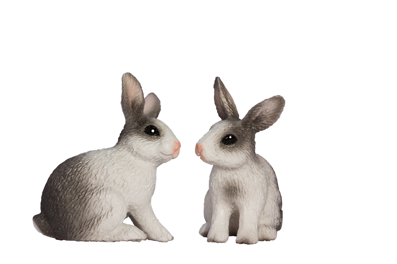 Pleśń, jako ukryty koszt: Analiza finansowa kryzysu w organizacji prozwierzęcej