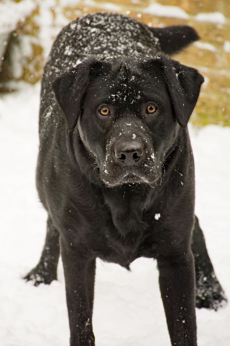 Intensywne opady śniegu w Polsce: Rządowy alert dla sześciu województw