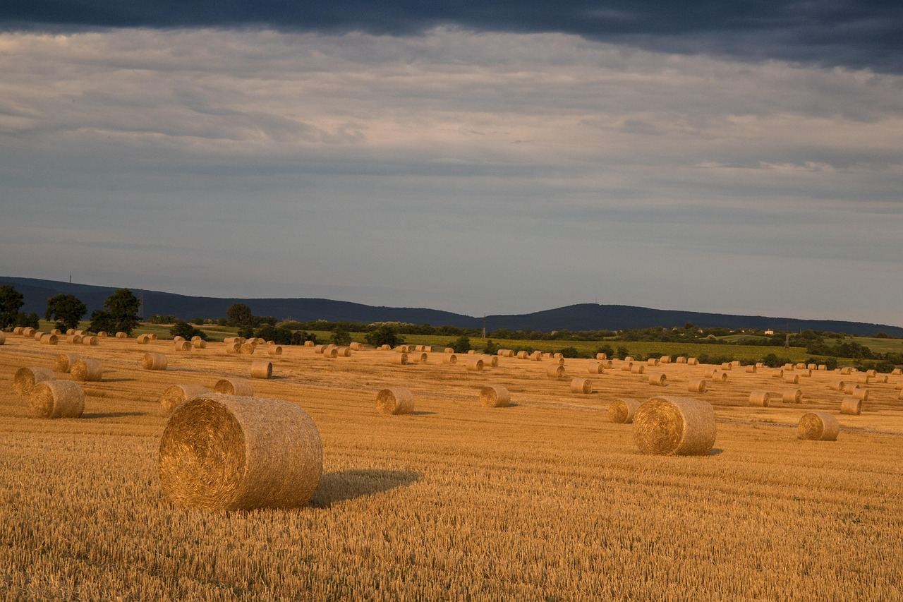 Kryzys Rolniczy w Polsce: Analiza Przyczyn i Skutków Protestów Rolników – 12 Marca 2024
