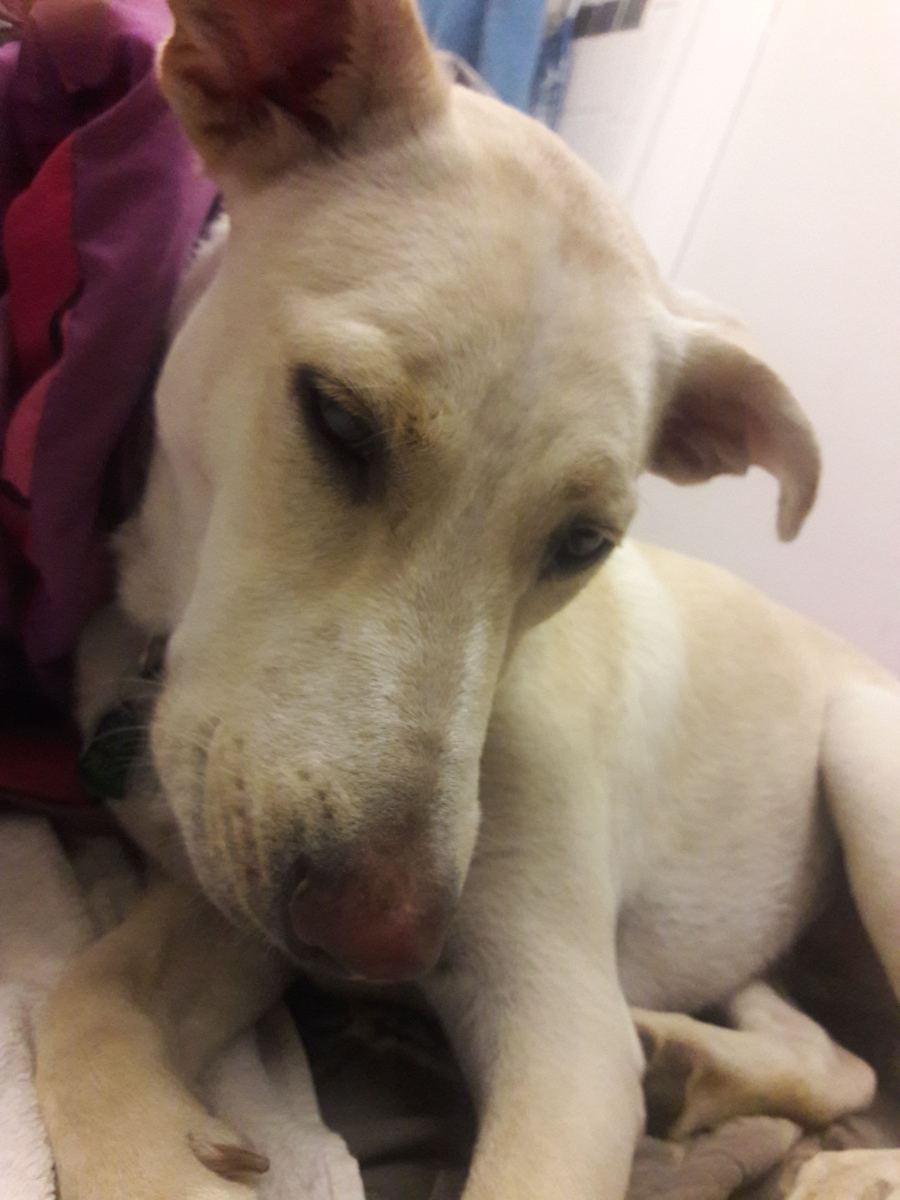 Protest w Sobolewie: Rosnąca napięta sytuacja wokół schroniska “Happy Dog”