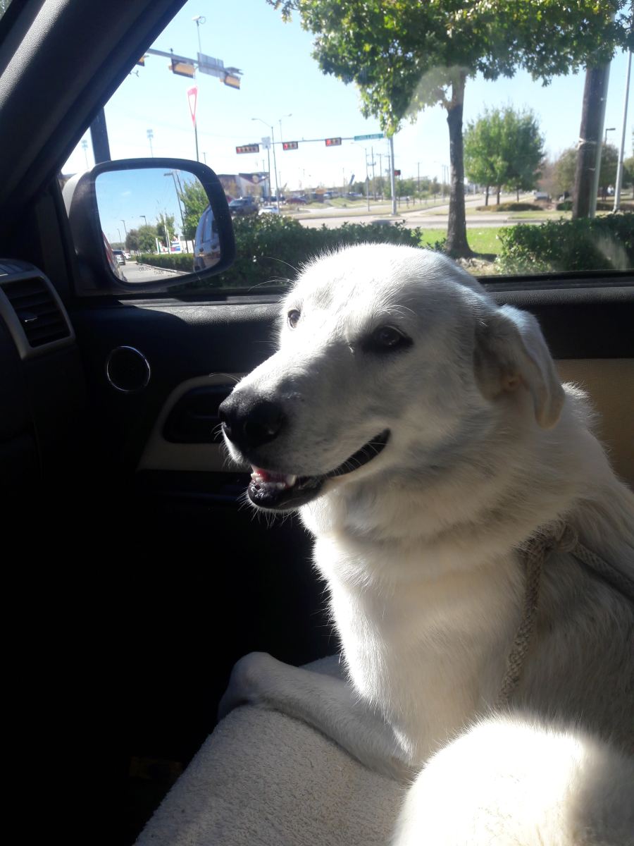 Masowa Ewakuacja Zwierząt z Schroniska “Happy Dog” w Sobolewie – Co się Wydarzyło?