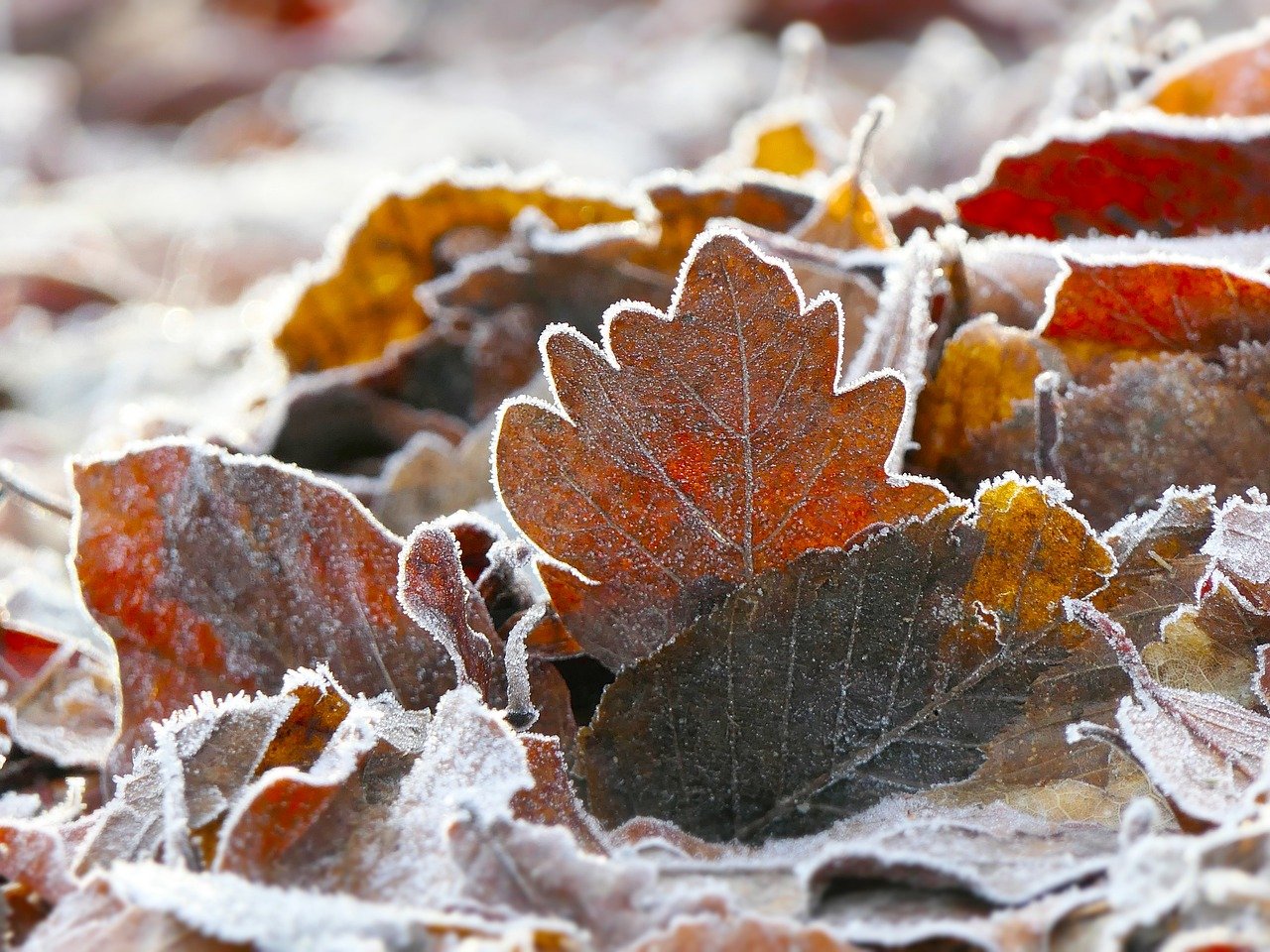 Nagłe Załamanie Pogody w Polsce: Arktyczny Powiew Przynosi Mrozy i Śnieg