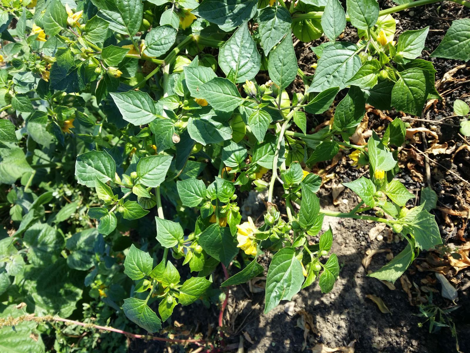 Powrót do Smaków Dzieciństwa: Sekret Babcinej Pomidorowej