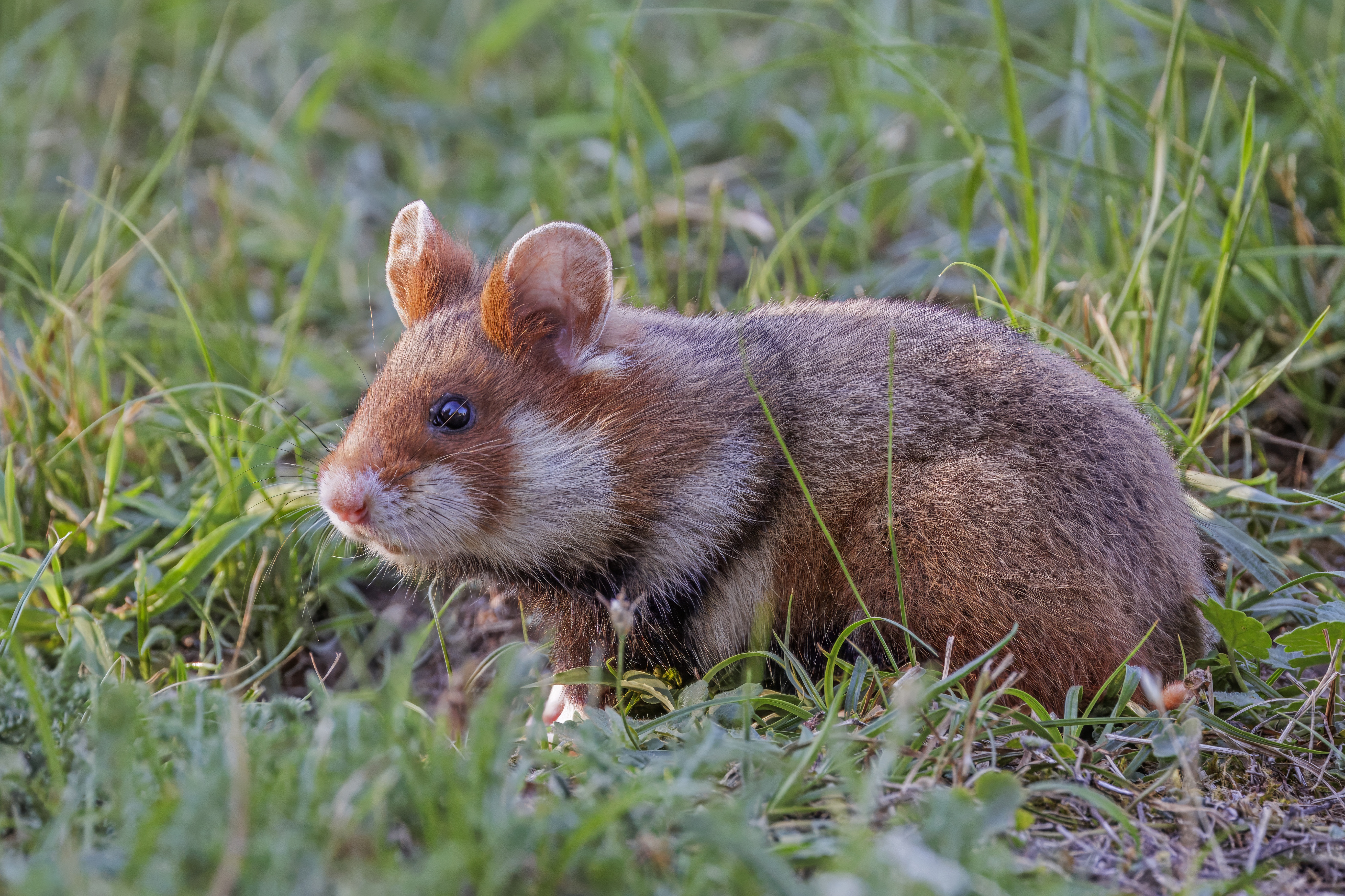 Chomik Europejski – Zwierzę Roku 2026! Czy to początek rewolucji w postrzeganiu tego sympatycznego gryzonia?