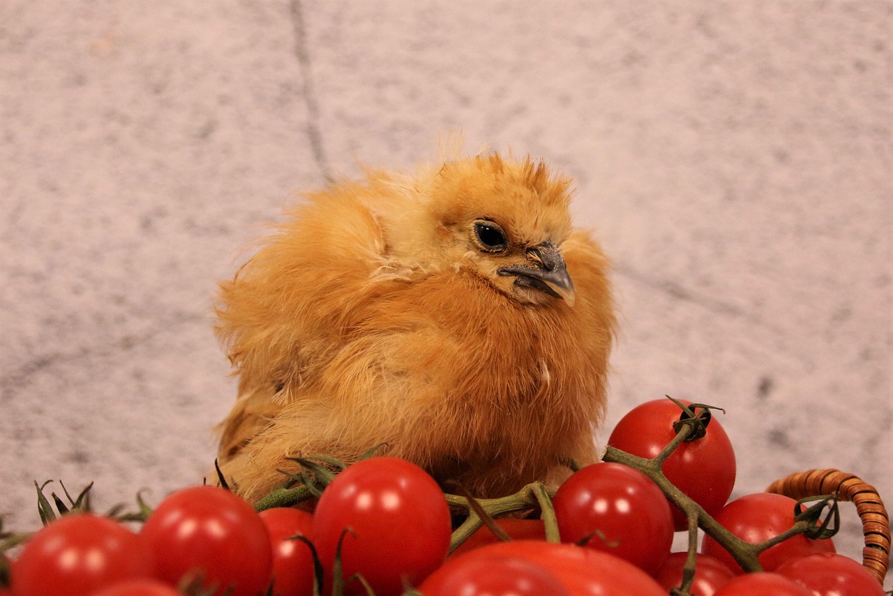 Remigiusz Rączka i Wielkanocne Roladki z Puchiem Chrzanowym – Czy To Hit Sezonu?