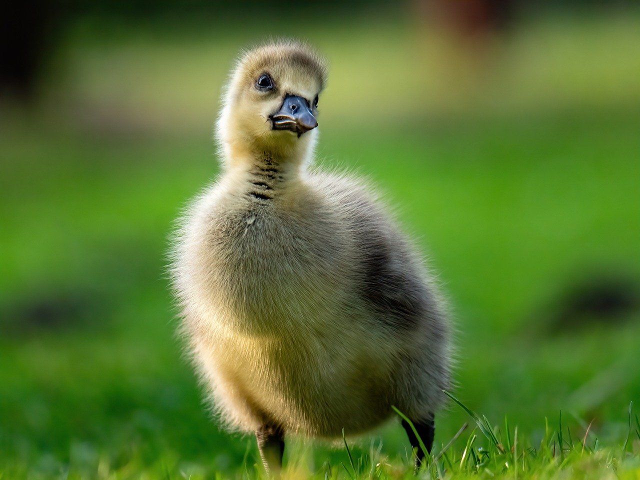 Kiedy wieszać budki lęgowe? Poradnik eksperta