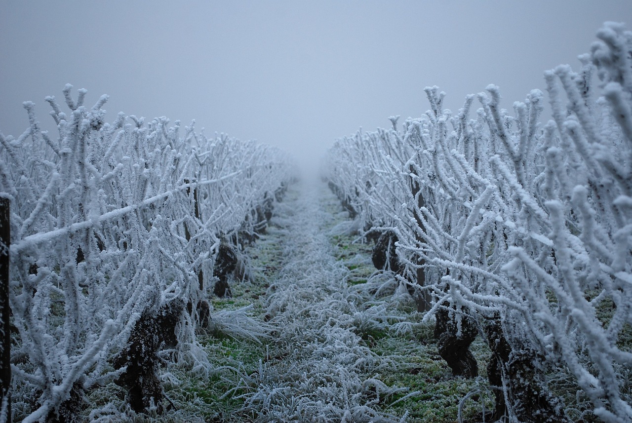 Nocne Przymrozki w Polsce: Zagrożenie dla Wiosennej Wegetacji